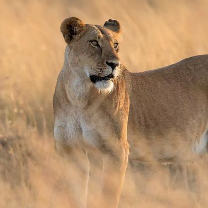 肯尼亚7日6晚拼小团