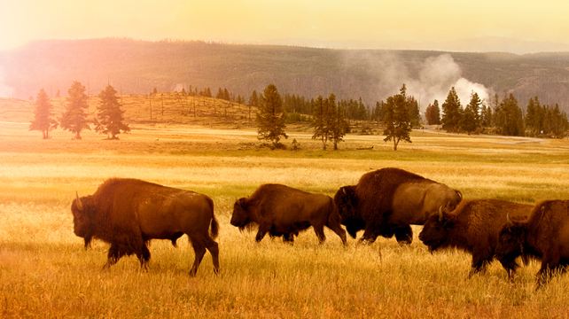 <6天>【12人團 · 高頂奔馳出行 | 美西經典環線】·4大國家公園(2天黃石15景+大提頓+布萊斯+錫安)+3大名城(洛杉磯、拉斯維加斯、鹽湖城)+攝影聖地(馬蹄灣、羚羊彩穴)+猶他州州府大廈+聖殿廣場+贈礦泉水及小食品+提供望遠鏡
