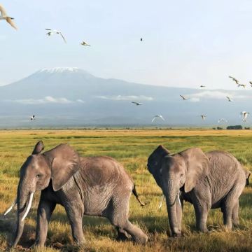 肯尼亚10日9晚私家团