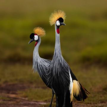 肯尼亚+乌干达+南非15日14晚私家团