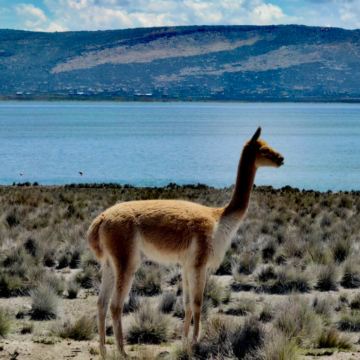 利马省+库斯科大区+圣谷7日6晚私家团