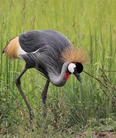 3D2N • 3 Days Masai Mara Wildlife private safari - Mid range budget