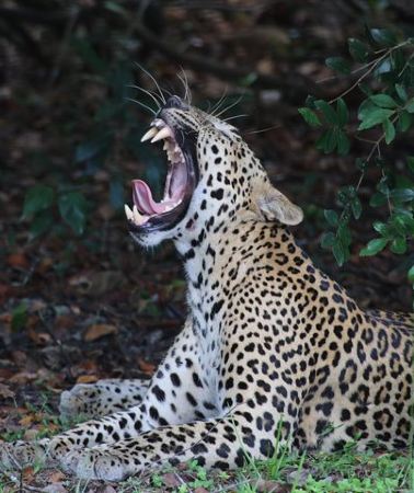 12D11N • Sri Lanka tours 12-Day wildlife Tour with driver,Car or Van and accommodations