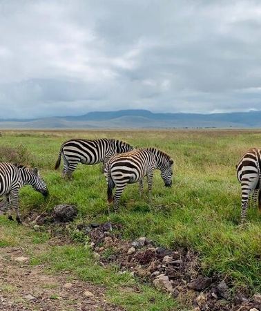 3D2N • 3 Days Lake Manyara, Tarangire, Ngorongoro Crater group (Camping)
