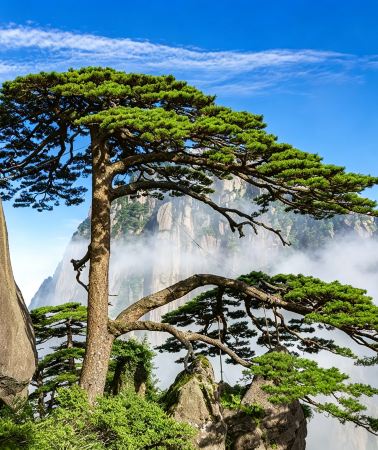6天5晚 • 全景黃山深度遊｜黃山風景區＋婺源篁嶺＋宏村＋西遞＋徽州古城