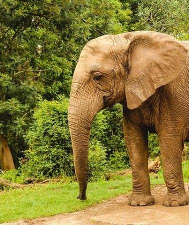2D1N • 2 Day Garden Route Wildlife Safari - Small Group Tour