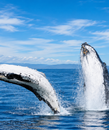 11D10N • New Zealand North & South Island : Auckland & Queenstown City Tour & Hobbiton & Waitomo Glowworm Caves & Whale Watching & Wānaka Tree