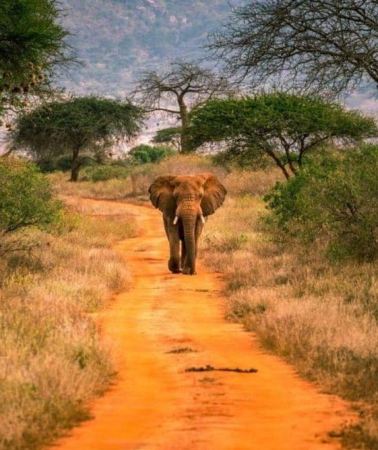 2D1N • Overnight Safari to Tsavo East From Diani Beach