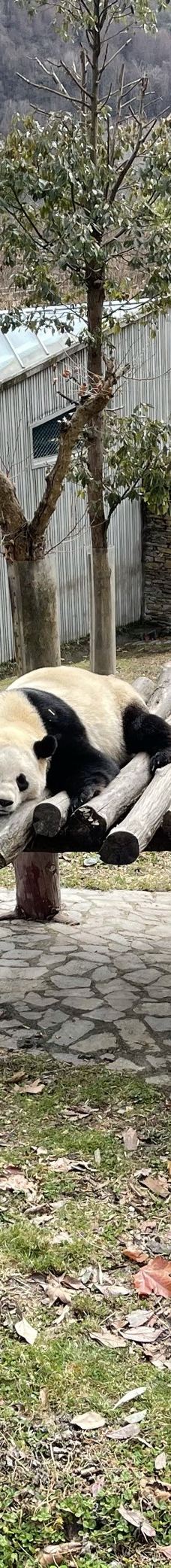 卧龙中华大熊猫苑神树坪基地-汶川