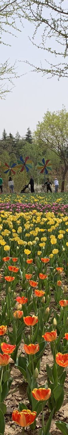 郑州中国绿化博览园-中牟