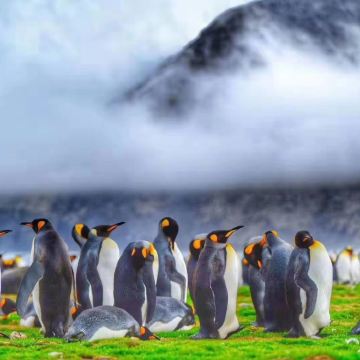 阿根廷+南极洲+南乔治亚岛+中国南极长城站+智利圣地亚哥22日跟团游