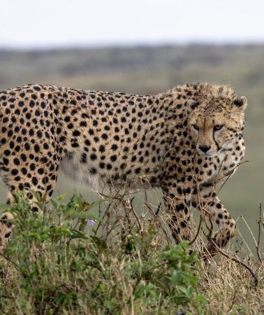 10D9N • Serengeti + Zanzibar Island + Ngorongoro Crater + Tarangire National Park + Lake Manyara National Park