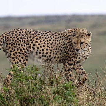 坦桑尼亚塞伦盖蒂+桑给巴尔岛+恩戈罗恩戈罗火山口+塔兰吉雷国家公园+曼雅拉湖国家公园11日9晚跟团游