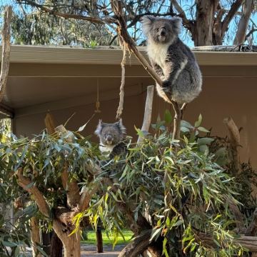 澳大利亚悉尼+墨尔本+黄金海岸7日6晚拼小团