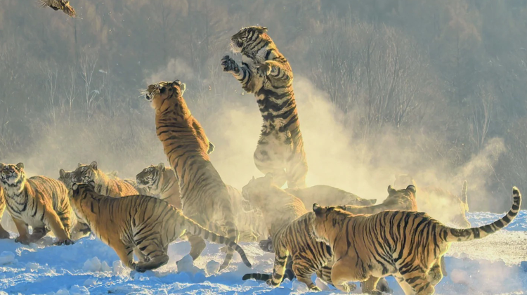 4-day 3-night · Private Tour · Harbin + Siberia Tiger Park + Volga Manor