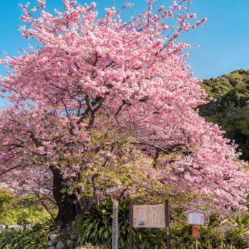 福冈+长崎+熊本+云仙温泉7日6晚私家团