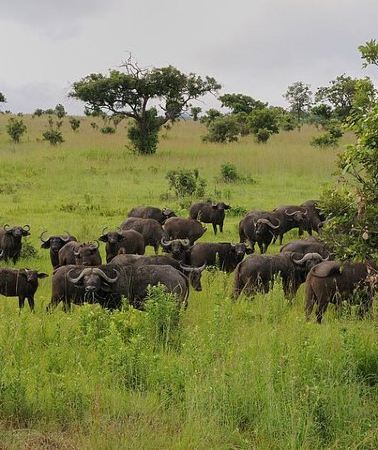 2D1N • 2 Days - Mikumi safari depart from Zanzibar or Dar es salaam