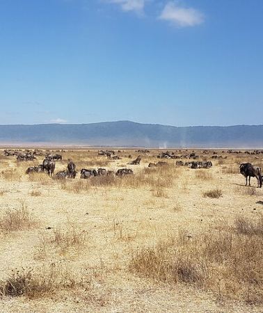 3D2N • 3 Day Safari from Arusha: Serengeti and Ngorongoro