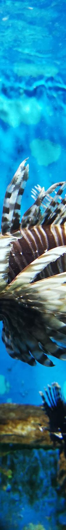 合肥海洋世界-合肥