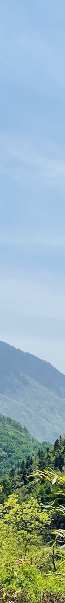 卧龙中华大熊猫苑神树坪基地-汶川