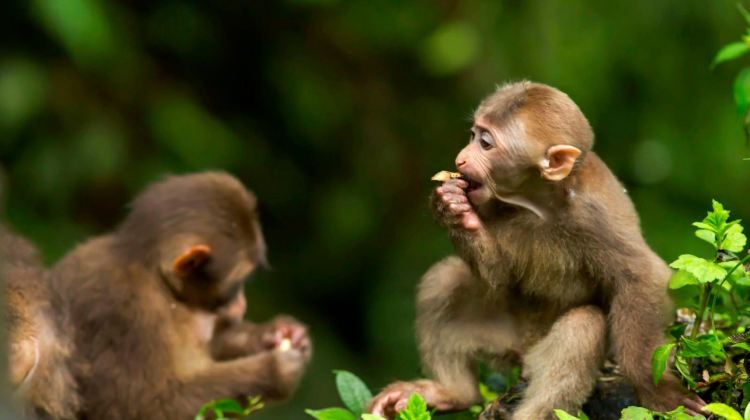 2-Day Mount Emei and Leshan Giant Buddha scenic areas in Sichuan Province, China