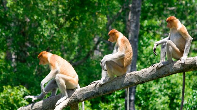 8-Day Borneo East Sabah Wildlife & River Safari Adventure Tour·Kota Kinabalu, Sandakan and Kinabatangan River Area | Pulau Libaran, Sepilok and Kampung Bilit
