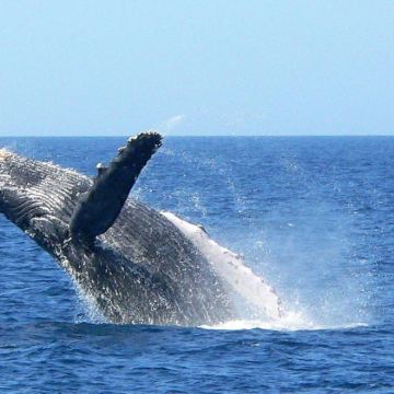 日本冲绳县+座间味观鲸+渡嘉敷岛6日5晚私家团