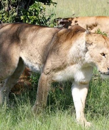 3D2N • 3 Days(2 nights) Tsavo East Tour & Saltlick (Cost based on minimum 2 persons)