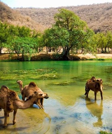 11D10N • 11 Days Tour Muscat and Salalah