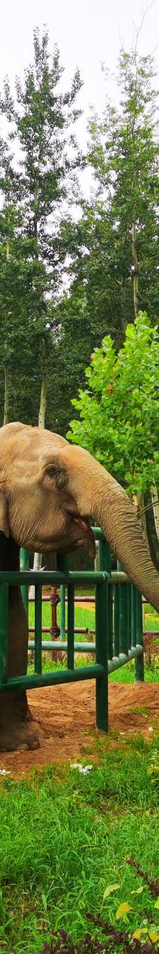 秦皇岛野生动物园-秦皇岛