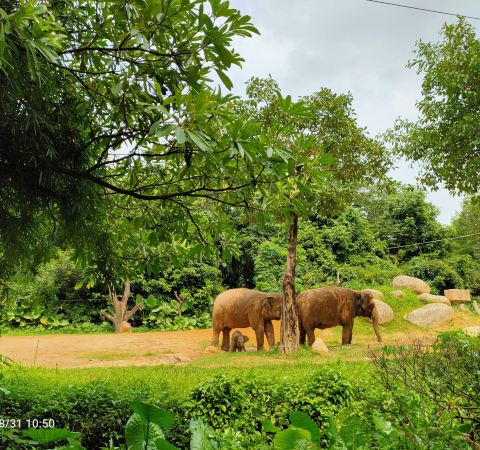 �㽭Ұ������԰�۸�