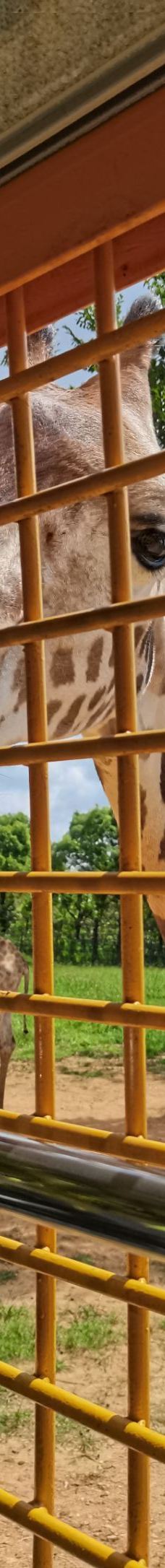 上海野生动物园-上海