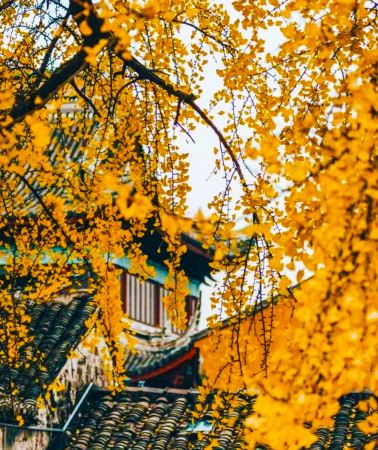 6D5N • Dali + Tengchong + Ruili + Mangshi: Horse Caravan Roasted Tea Experience - Nuodeng Ancient Village + Golden Pagoda & Silver Pagoda + Simola Wa Village + Heshun Ancient Town + Ginkgo Village