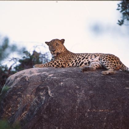 斯里兰卡11日10晚私家团