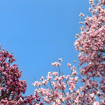 南昌+南昌汉代海昏侯国遗址公园+滕王阁旅游区+南昌舰+绳金塔+象湖万寿宫+凤凰沟+安义古村群景区+梅岭狮子峰+南国童话·月半湾6日5晚私家团