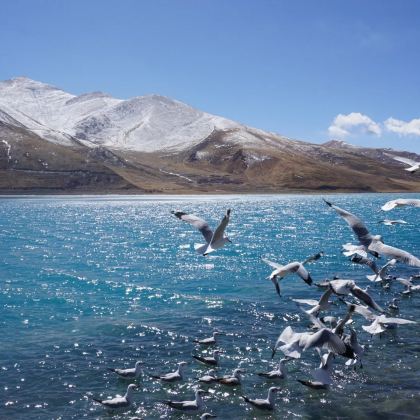 西藏拉萨+林芝+山南+布达拉宫+雅鲁藏布大峡谷+羊卓雍错9日6晚跟团游