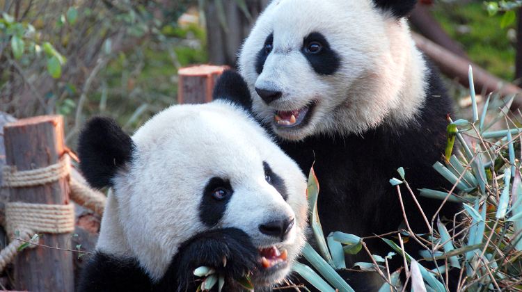 8D7N · Group Tours · Sichuan Panorama Tour,Chengdu+Chengdu Research Base of Giant Panda Breeding+Jiuzhaigou+Sanxingdui Museum+Leshan+Mount Emei,Stay in 5-Diamond Hotels,No shopping& Small Group of 10