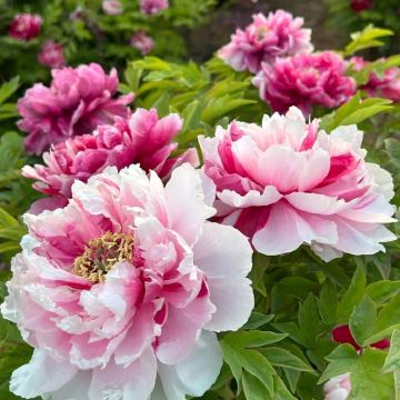 河南郑州+开封+洛阳+清明上河园+龙门石窟6日5晚私家团