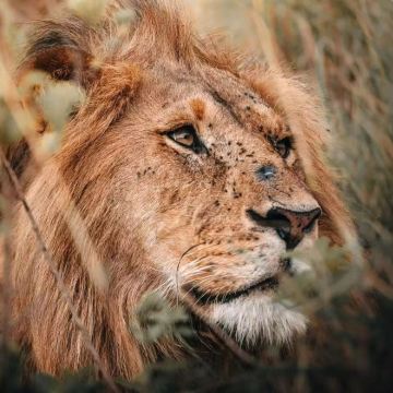 肯尼亚+坦桑尼亚13日跟团游