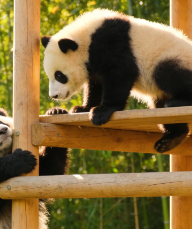 12D11N • Discover Mystical China: Kung Fu Pandas & Scenic Wonders