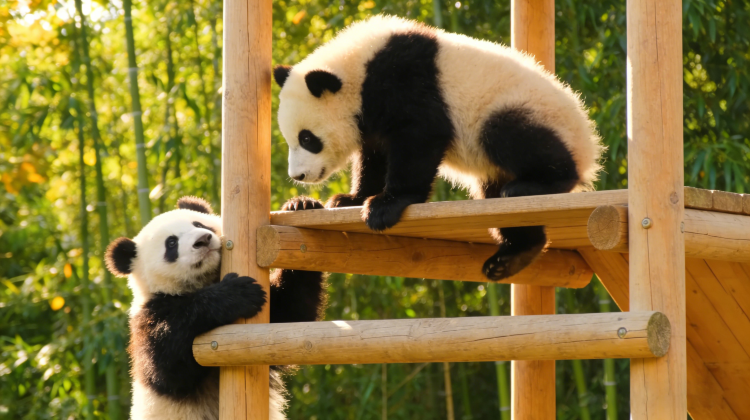 12D11N · Group Tours · Discover Mystical China: Kung Fu Pandas & Scenic Wonders·Discover China's legendary landscapes on this 12-day journey. From sacred temples to cinematic views, this trip blends soul, spice, and scenery into one unforgettable adventure.