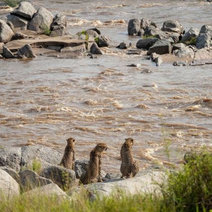肯尼亚马赛马拉国家保护区+Ol Pejeta Conservancy+纳库鲁湖国家公园7日6晚私家团