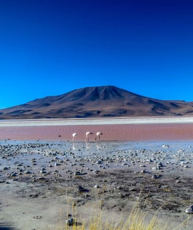 3D2N • 3-Day Salt Flats & Altiplano Tour to San Pedro de Atacama