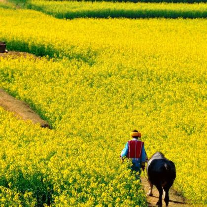 云南昆明+罗平+弥勒+蒙自+元阳+河口+建水+抚仙湖8日7晚私家团