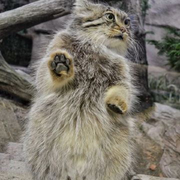 日本东京+富士山+东京迪士尼乐园6日5晚私家团