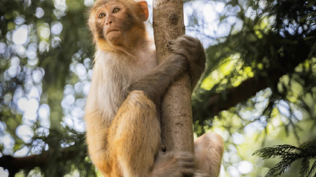 张家界+天门山3日2晚跟团游·错峰大促12人小团 天门山A线 971元礼包 VIP免排队+赠百龙天梯+杨家界索道双程+航拍