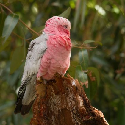 澳大利亚珀斯+赫特泻湖+卡尔巴里国家公园+鲨鱼湾+巴瑟尔顿栈桥+玛格丽特河+埃斯佩兰斯+波浪岩+凯维森野生动物园+Lucky Bay14日12晚私家团