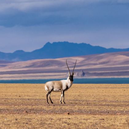 格尔木+拉萨+唐古拉山+可可西里国家级自然保护区+昆仑山脉+那曲+沱沱河2日1晚跟团游