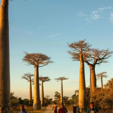 马达加斯加7日6晚私家团