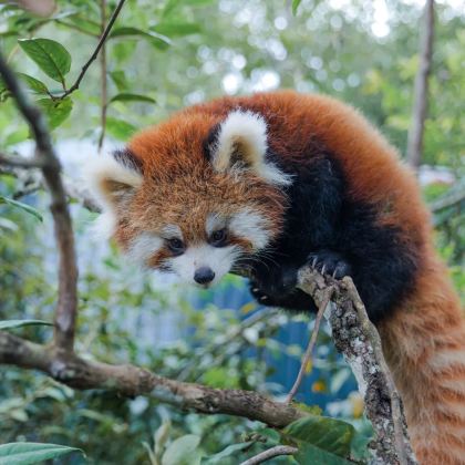 西双版纳+普洱7日6晚私家团